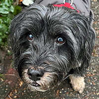 Uitlaatservice Mollebol in Voorburg - Molly